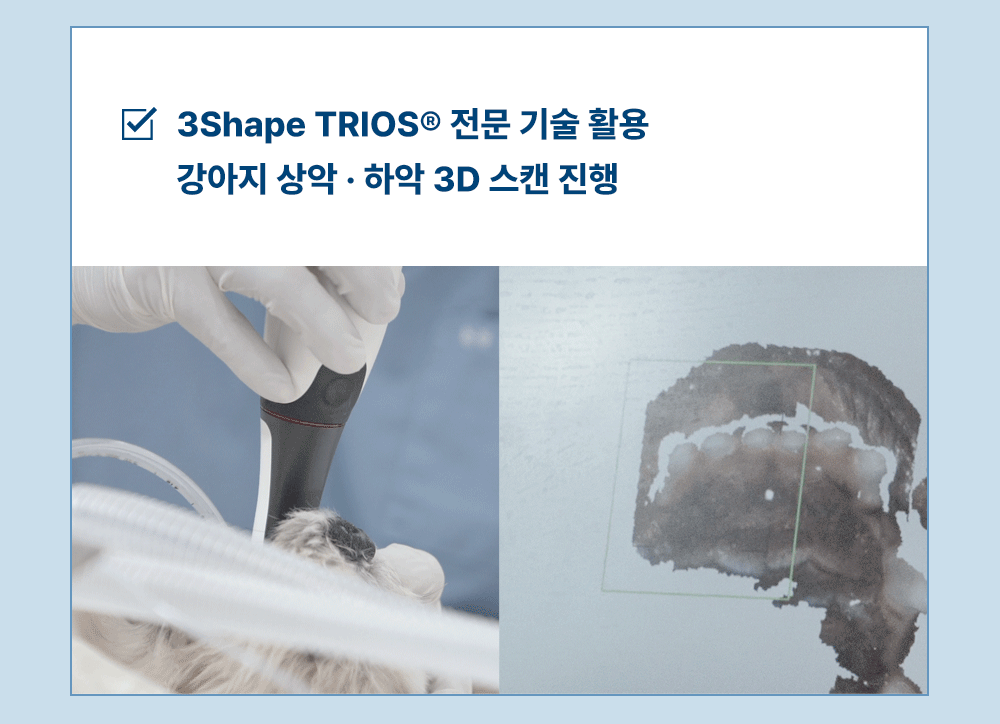 조공 덴탈껌 딥브러쉬 10g*14ea 15번째