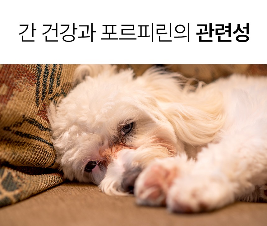 [NEW신상][무료배송] 펫더라이프 시그니처 눈물 케어 솔루션 수제사료 1kg 25번째