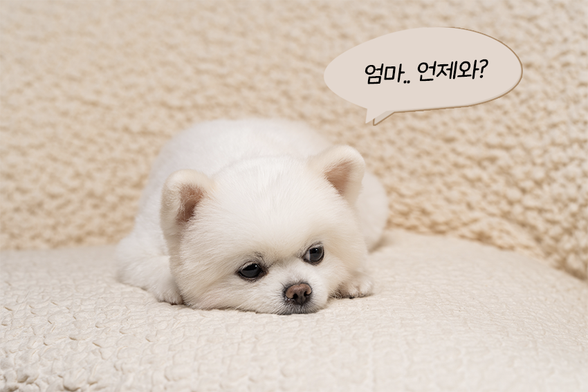 [무료배송] 페키움 똑똑 풀패키지 4번째