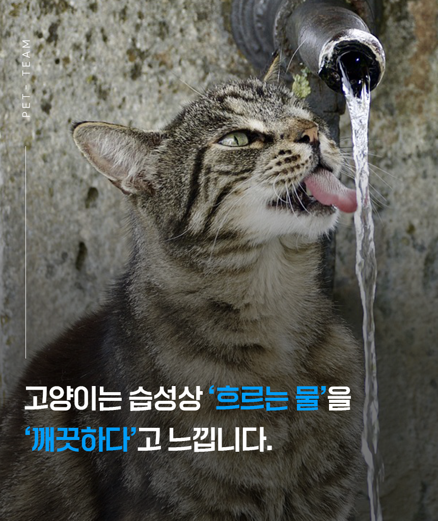 [무료배송] 펫팀 스테인리스 반려동물 정수기 21번째