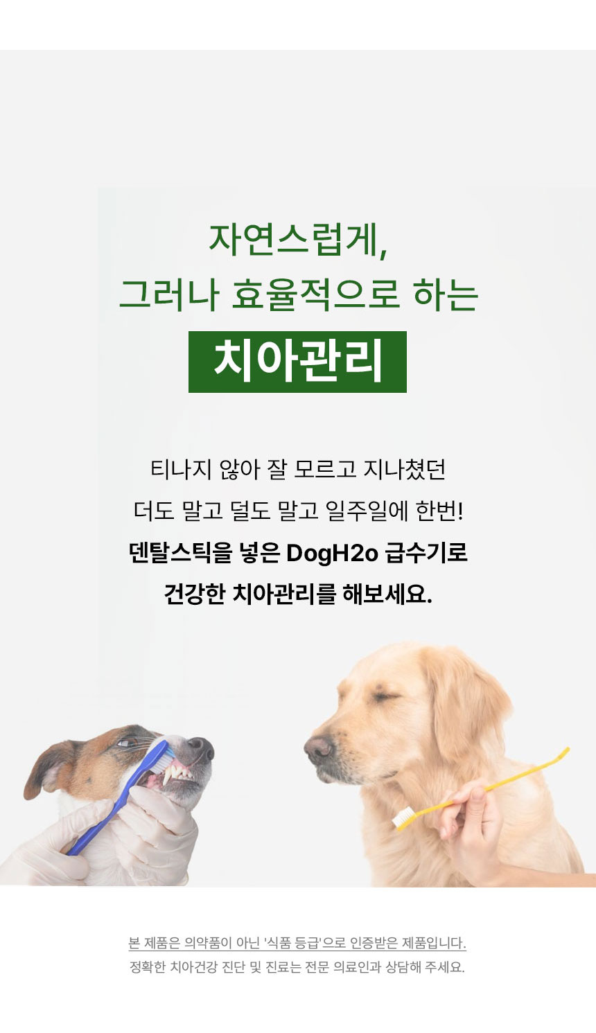 [무료배송] Dogh2o 강아지 고양이 구강케어 자동급수기 정수기 2리터 10번째
