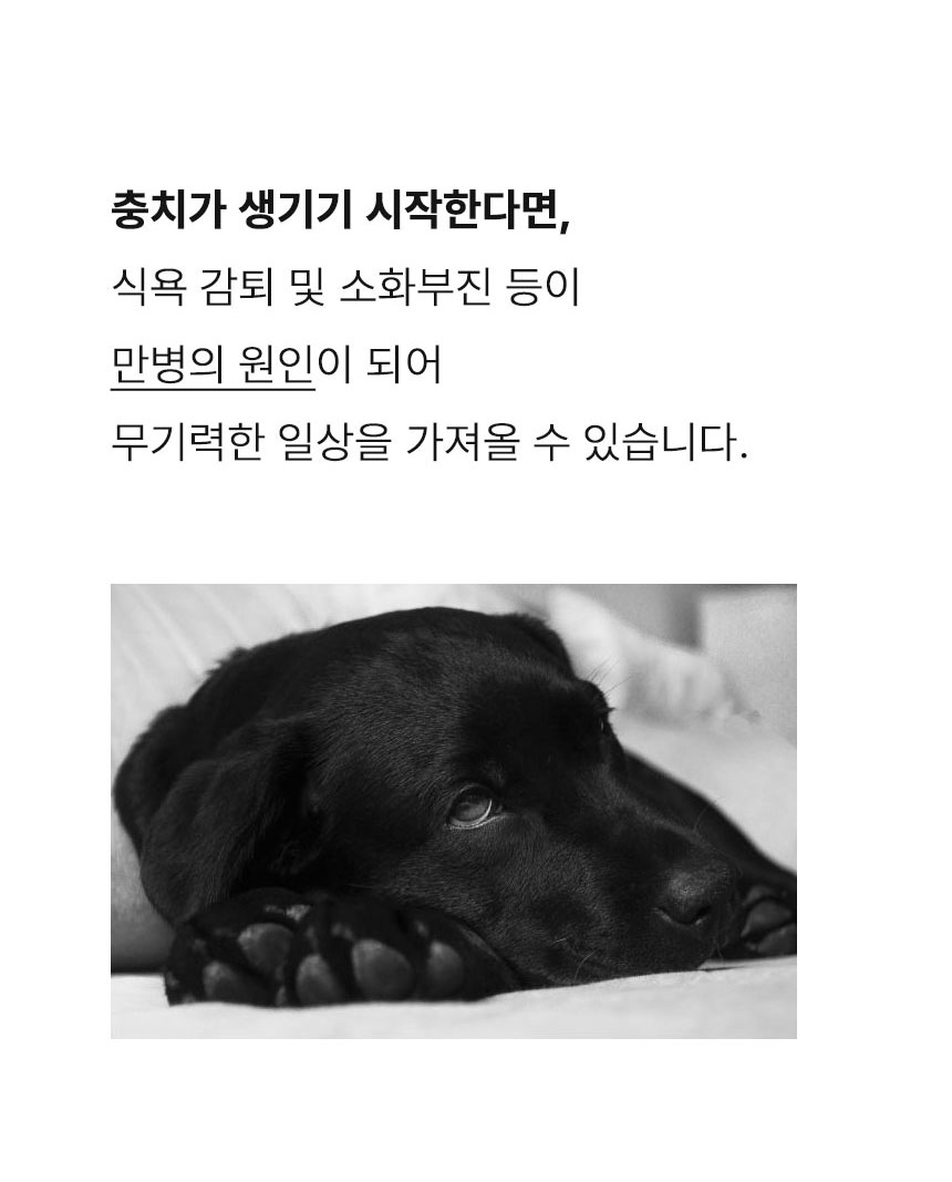[무료배송] Dogh2o 강아지 고양이 구강케어 자동급수기 정수기 2리터 6번째