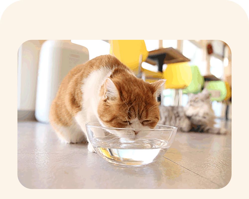 정글몬스터 캣 덴탈워터 250ml 14번째