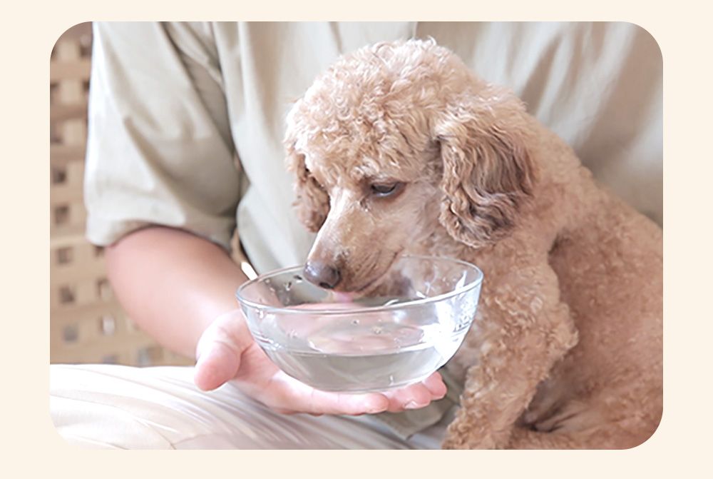 정글몬스터 캣 덴탈워터 250ml 6번째