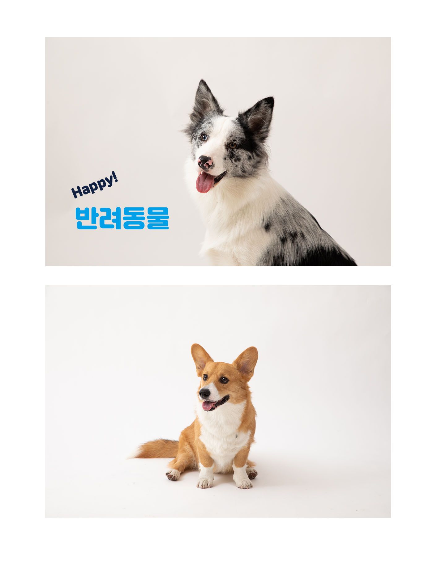 [무료배송] 애니멀랩 동결건조 활어식탁 참돔스틱 5p 2번째