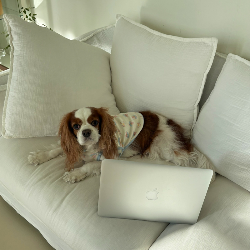 [NEW신상][무료배송] 해피댕댕 베베수면조끼 2종 (아이보리,옐로우) S-XL 9번째