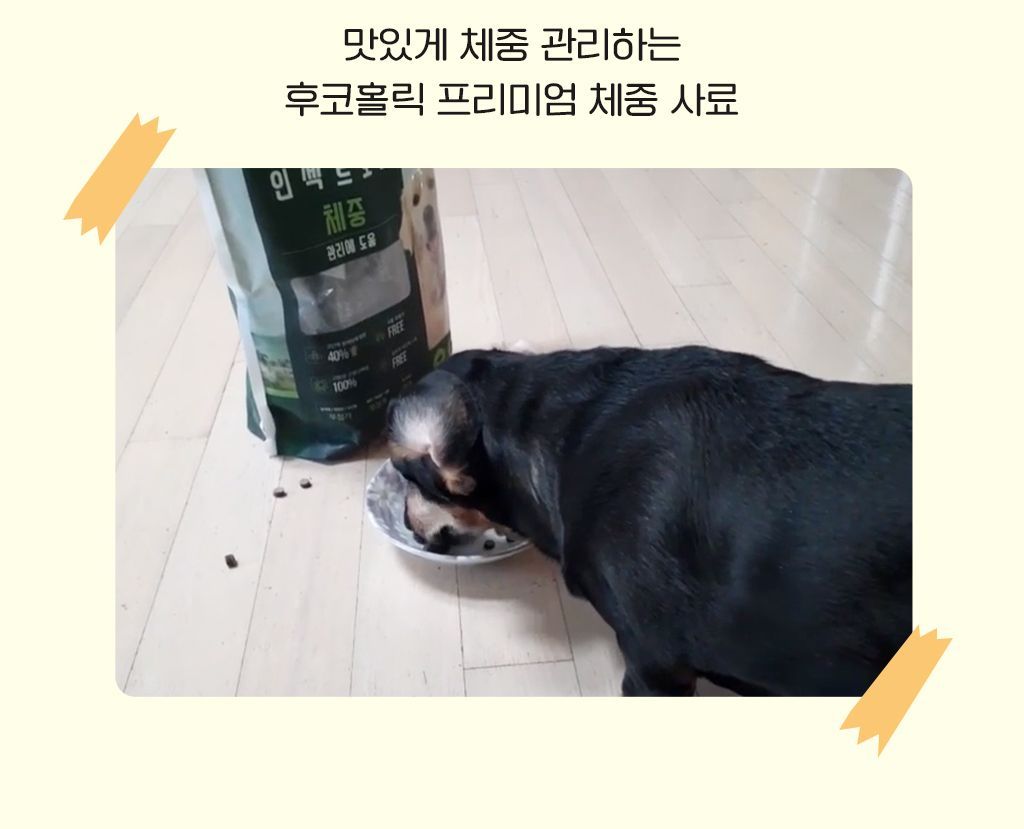 [사료샘플] 후코홀릭 인섹트도그 체중 30g 3번째