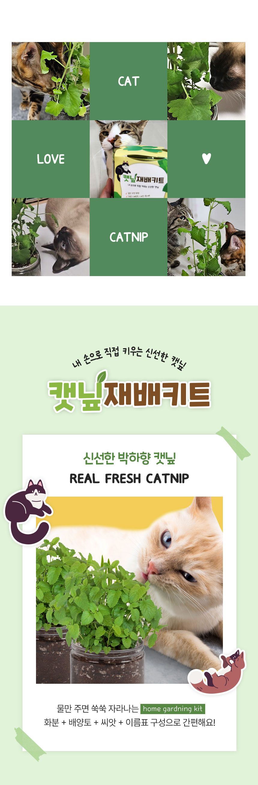 멍냥이랑 캣닢 재배 키트 2번째