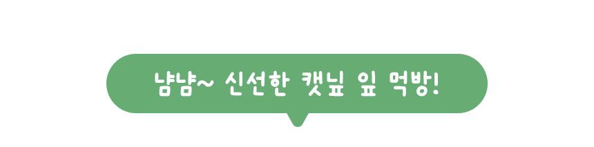 멍냥이랑 캣닢 재배 키트 8번째