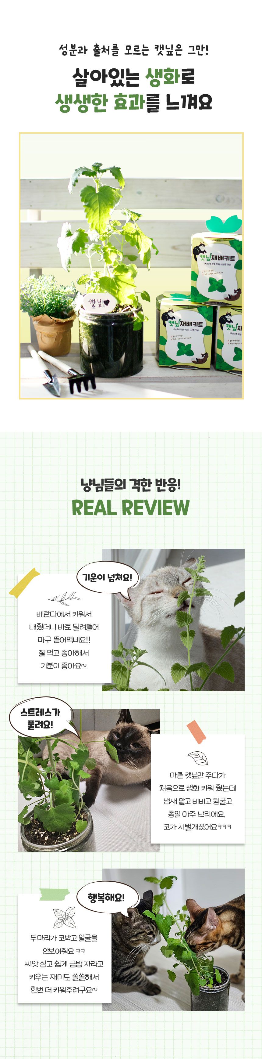 멍냥이랑 캣닢 재배 키트 4번째
