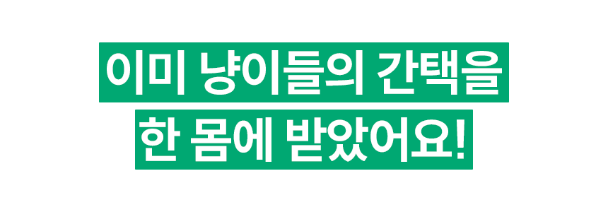 [무료배송] 헤이홈 고양이 장난감 자동 사냥놀이 꼬리잡기 2번째