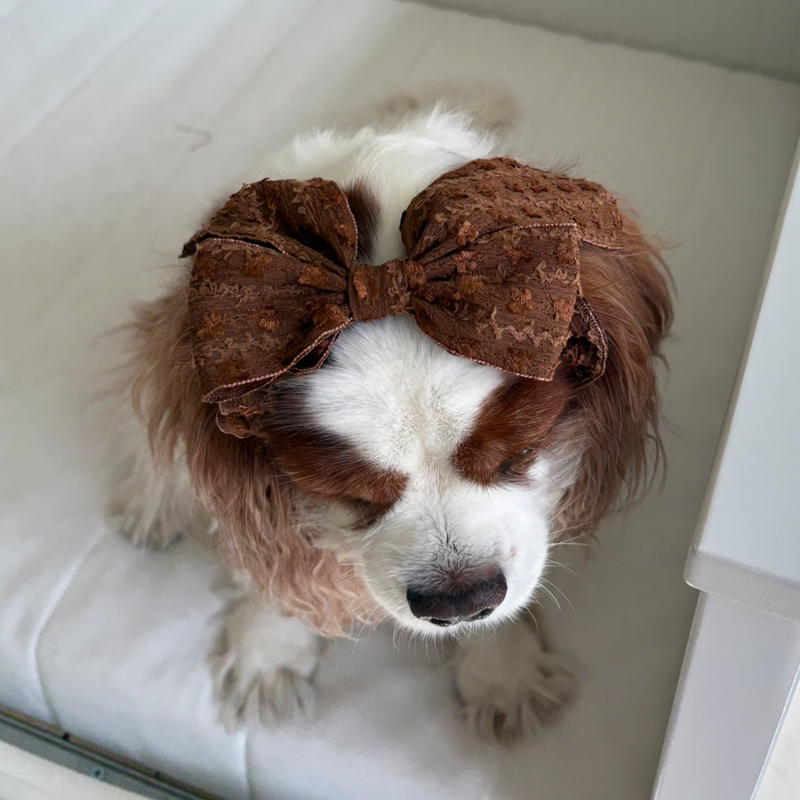 [NEW신상][무료배송] 해피댕댕 샤이리본끈 4종 (블랙,아이보리,브라운,베이지) 10번째