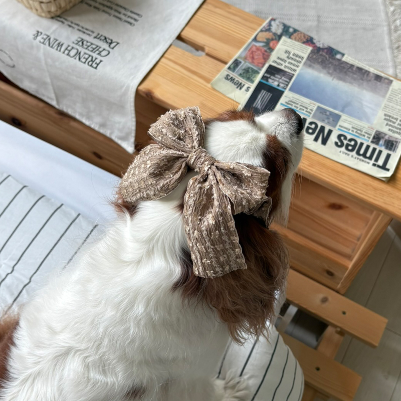 [NEW신상][무료배송] 해피댕댕 샤이리본끈 4종 (블랙,아이보리,브라운,베이지) 15번째