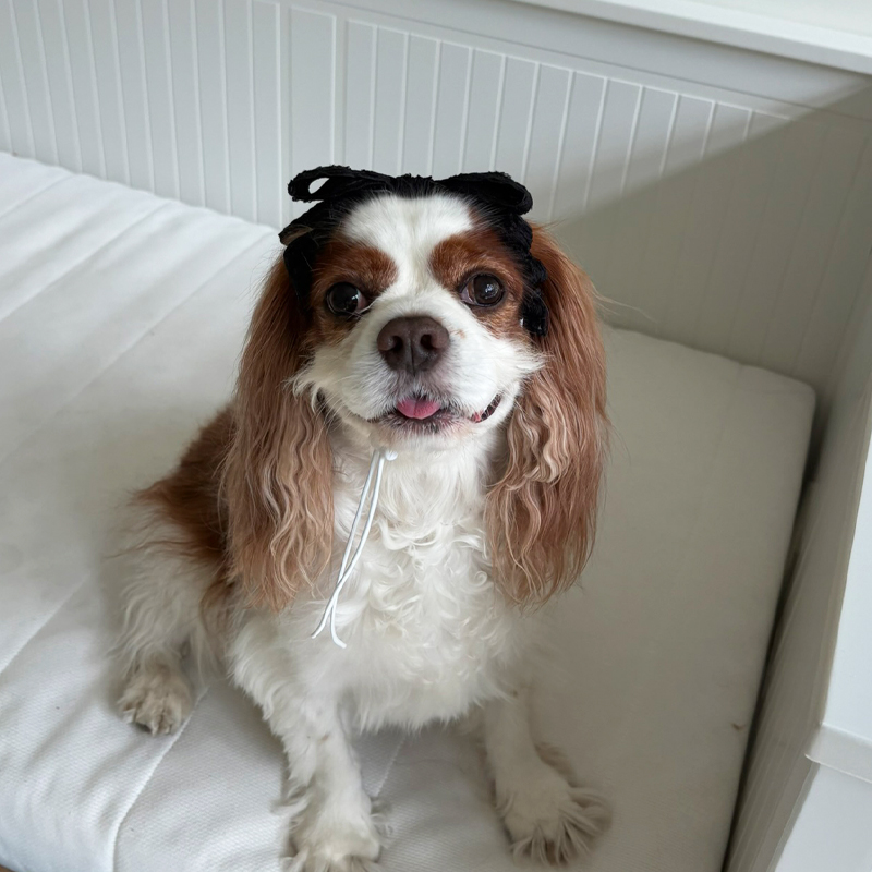 [NEW신상][무료배송] 해피댕댕 샤이리본끈 4종 (블랙,아이보리,브라운,베이지) 17번째