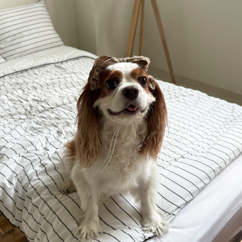 [NEW신상][무료배송] 해피댕댕 샤이리본끈 4종 (블랙,아이보리,브라운,베이지) 14번째