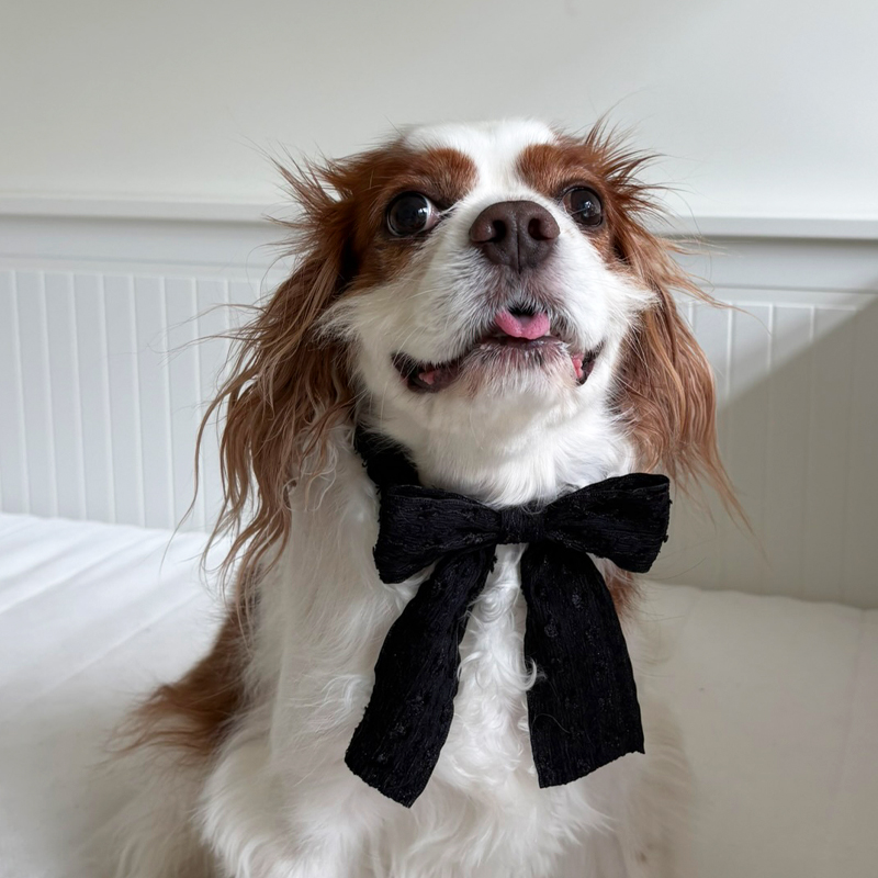 [NEW신상][무료배송] 해피댕댕 샤이리본끈 4종 (블랙,아이보리,브라운,베이지) 19번째