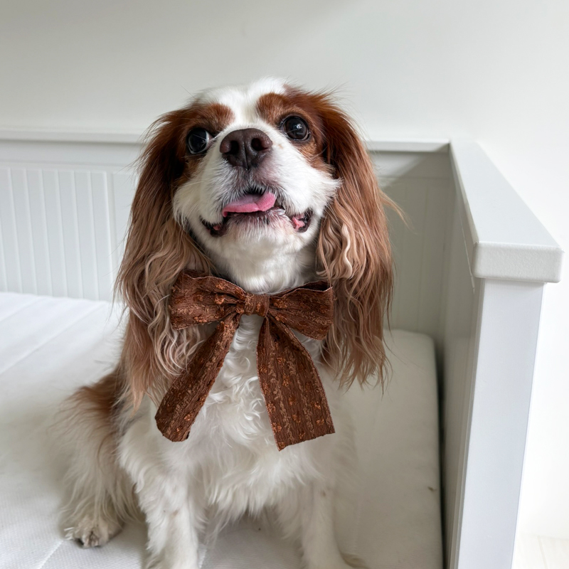 [NEW신상][무료배송] 해피댕댕 샤이리본끈 4종 (블랙,아이보리,브라운,베이지) 12번째