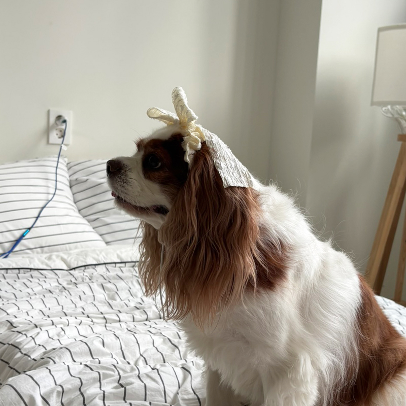 [NEW신상][무료배송] 해피댕댕 샤이리본끈 4종 (블랙,아이보리,브라운,베이지) 8번째