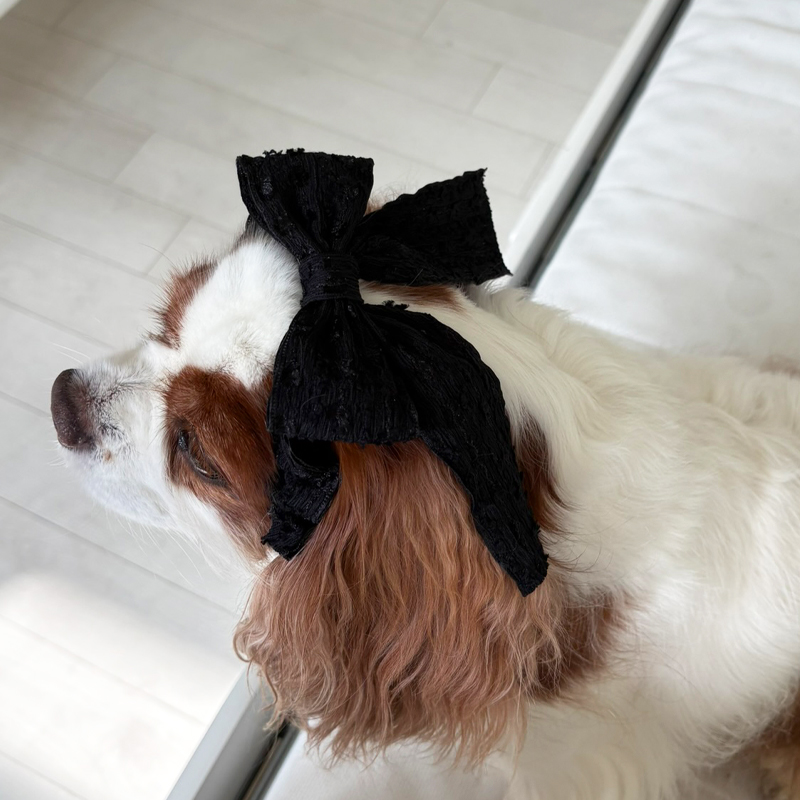 [NEW신상][무료배송] 해피댕댕 샤이리본끈 4종 (블랙,아이보리,브라운,베이지) 18번째