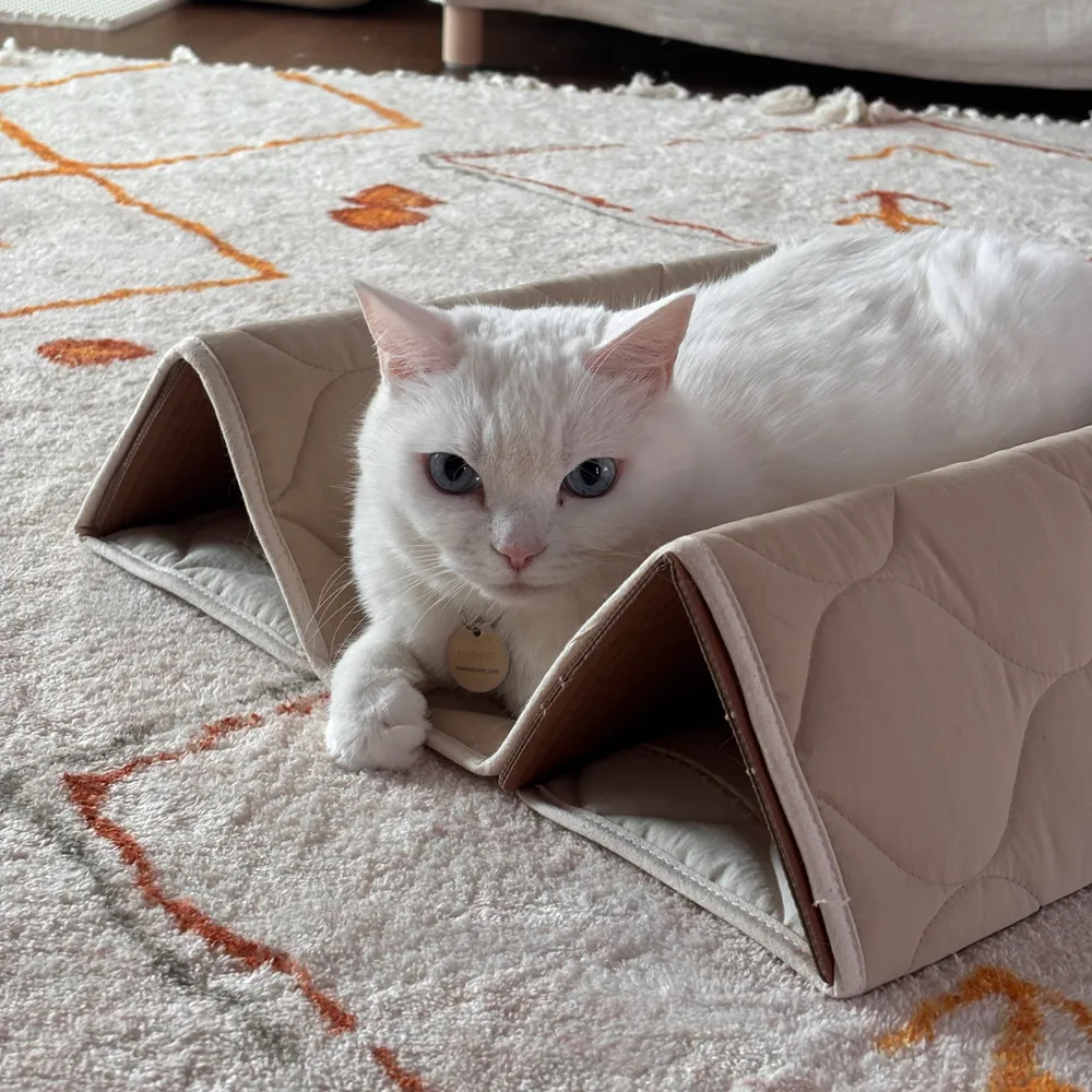 집에가야돼 지붕 위 고양이