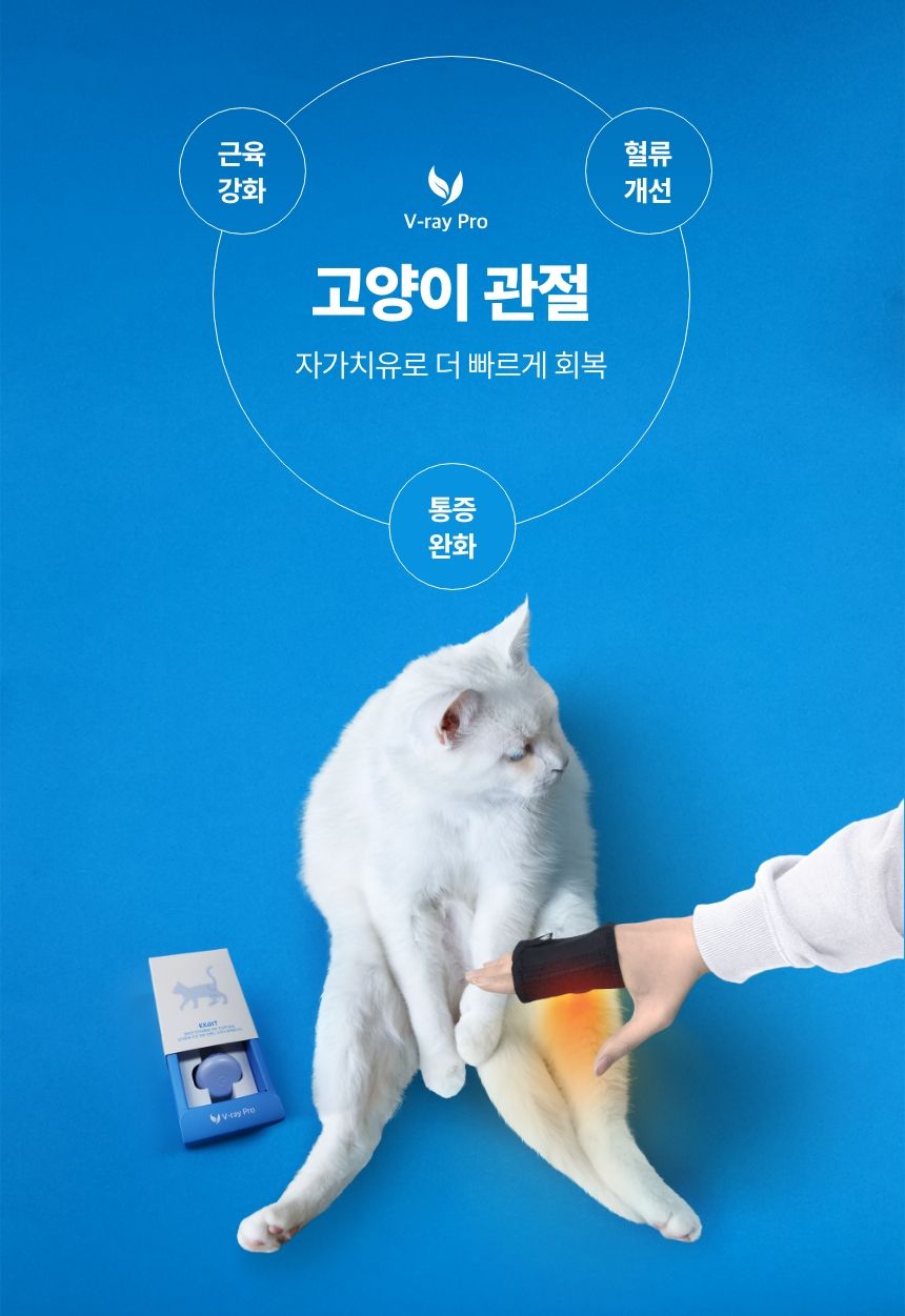 [무료배송] 꼬잇 캣 관절 브이레이 프로 케어 패키지(1구) 2번째