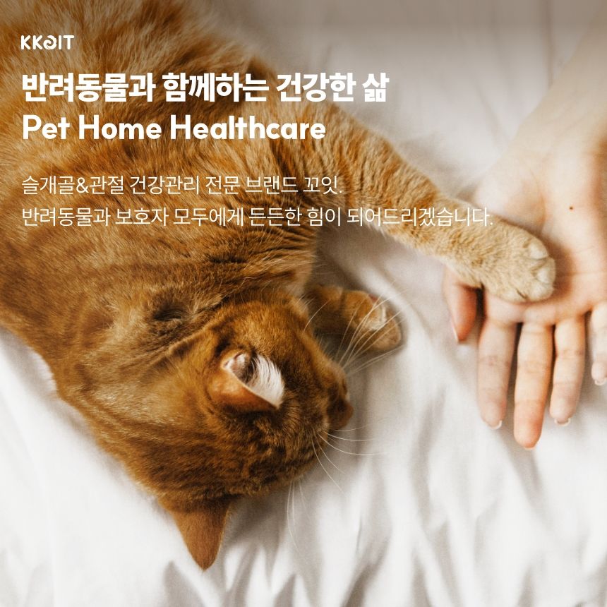 [무료배송] 꼬잇 캣 관절 브이레이 프로 케어 패키지(1구) 23번째