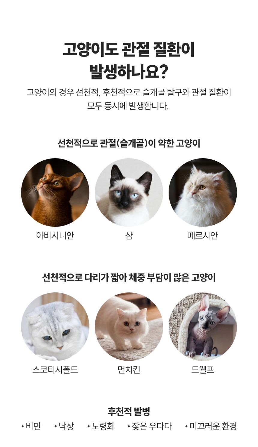 [무료배송] 꼬잇 캣 관절 브이레이 프로 케어 패키지(1구) 6번째