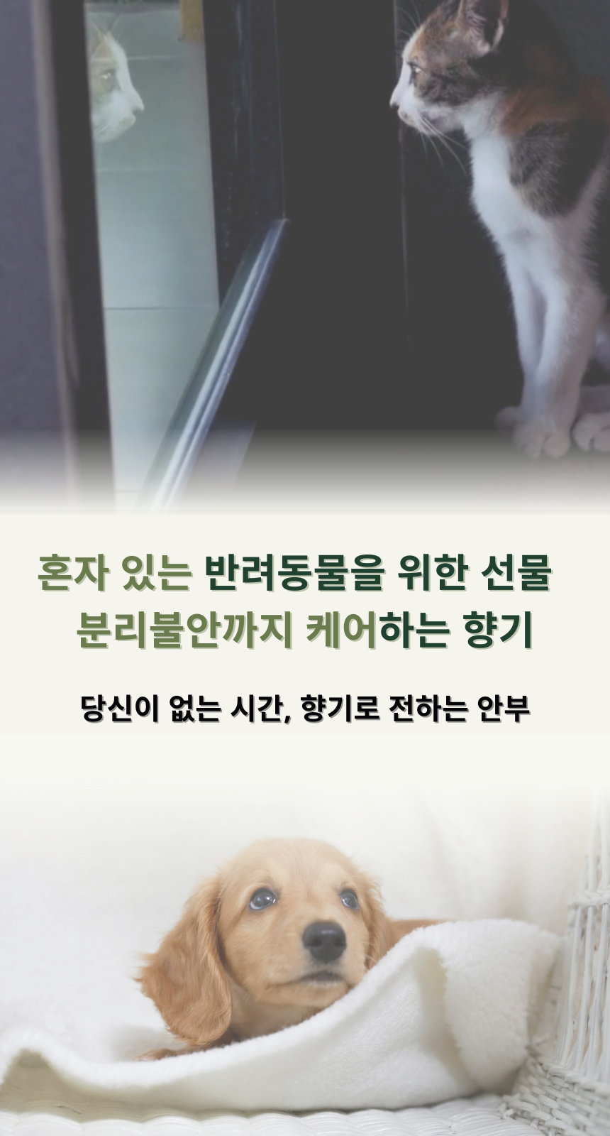 [NEW신상][무료배송] 디퓨리 댕냥이 안심 스톤디퓨저 플라워가든(장미) 2번째