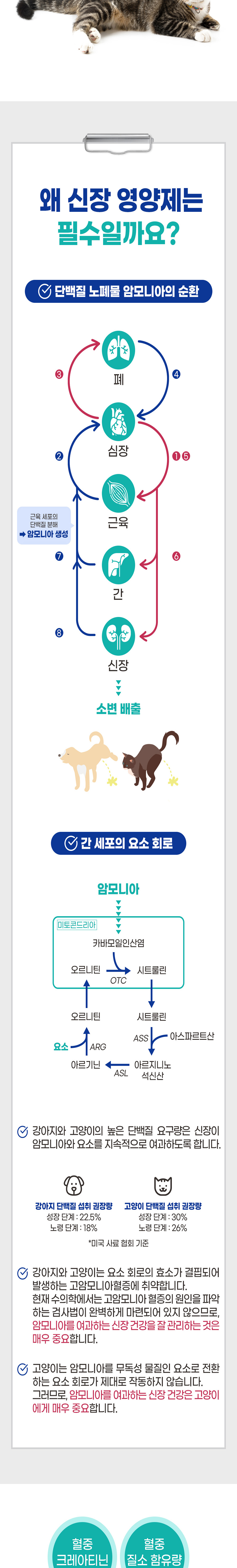 [무료배송] 브랜바인 유리나리 가디언 신장영양제 비타민B5 에디슨증후군 90일분 5번째