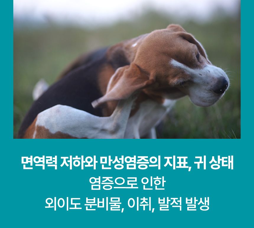 펫생각 임상완료 리포좀 후코이단 프로 씨놀  종합 항산화제 종양 항염 영양제 30정 7번째