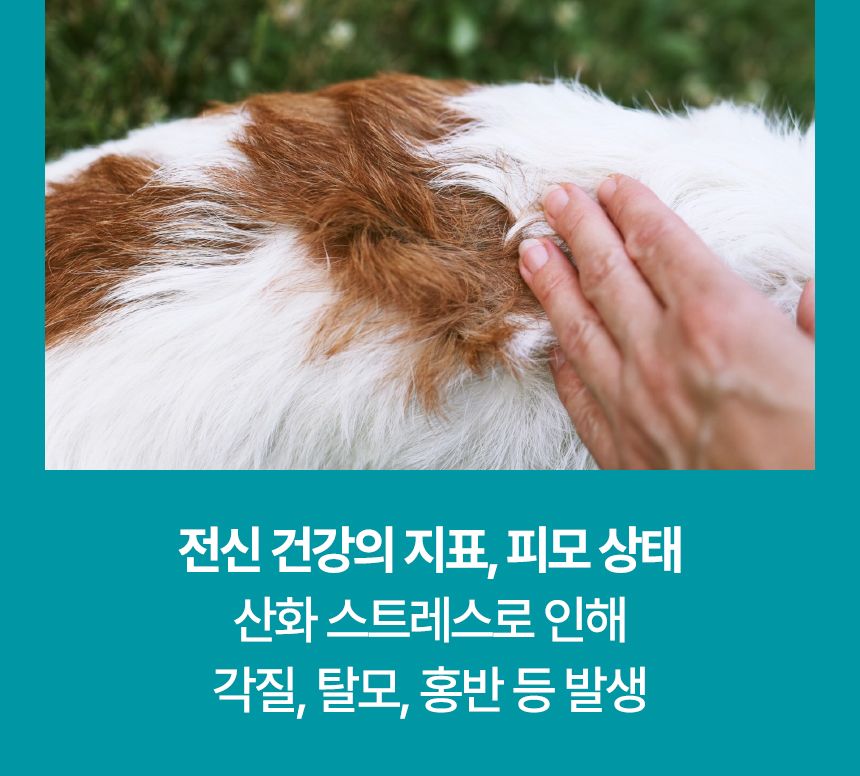 펫생각 임상완료 리포좀 후코이단 프로 씨놀  종합 항산화제 종양 항염 영양제 30정 6번째