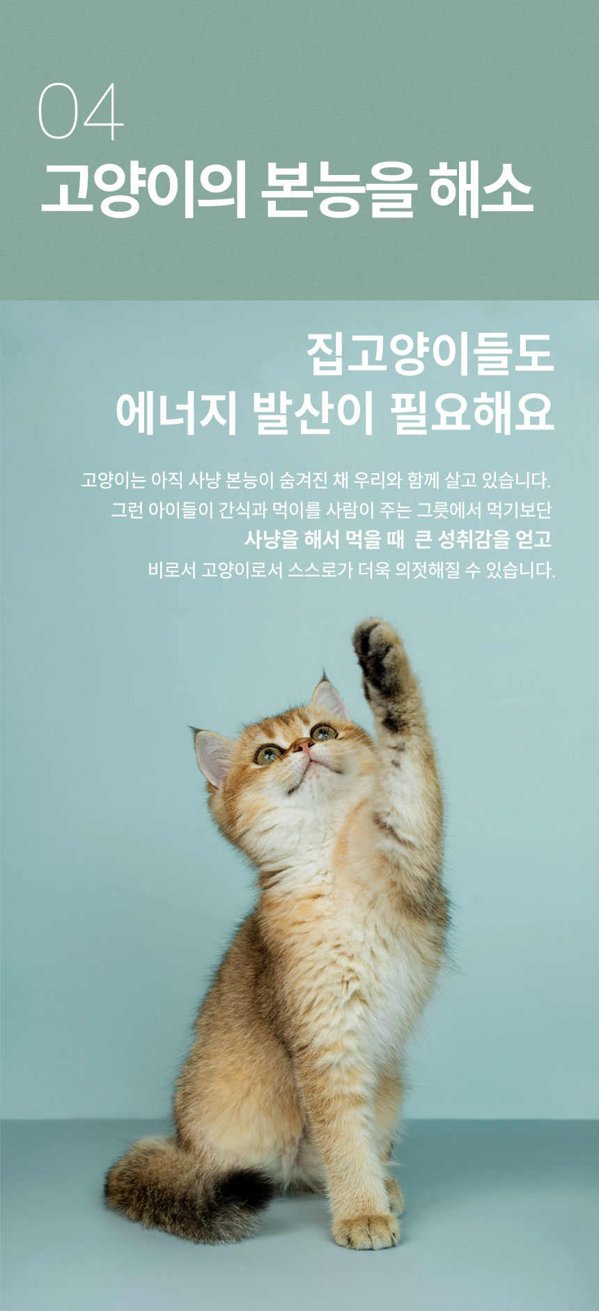[무료배송] 캣츠태그 의젓한 고양이 노즈워크 장난감 B박스 9번째