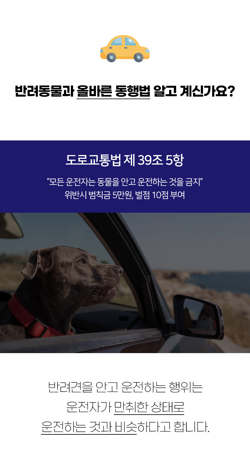 [NEW신상][무료배송] 개과천선 독 스타일리 카시트 2번째