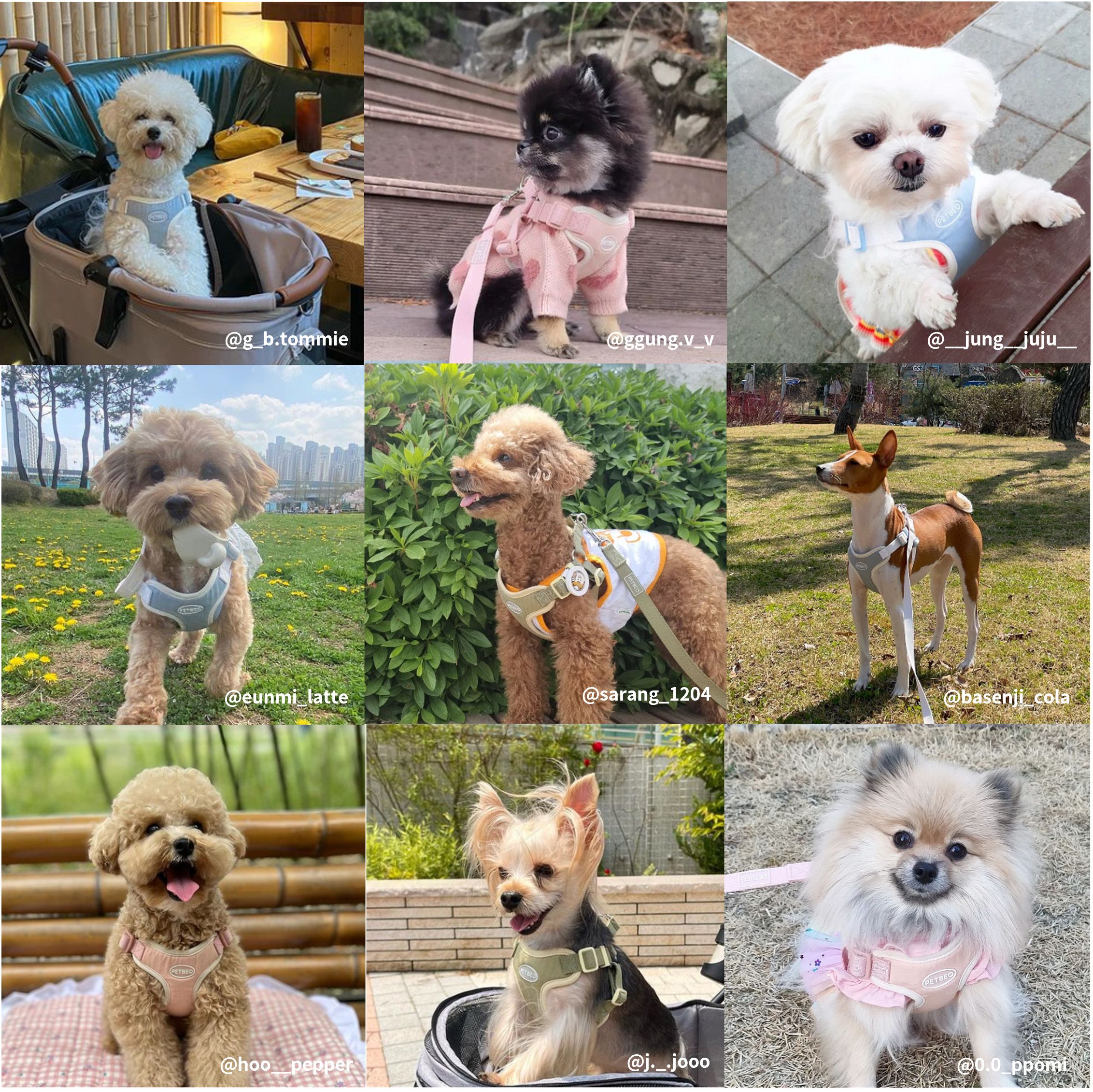 [무료배송] 펫베오 프리밴드 X형 하네스 가슴줄 핑크/소라/카키/블랙 S-XL 6번째