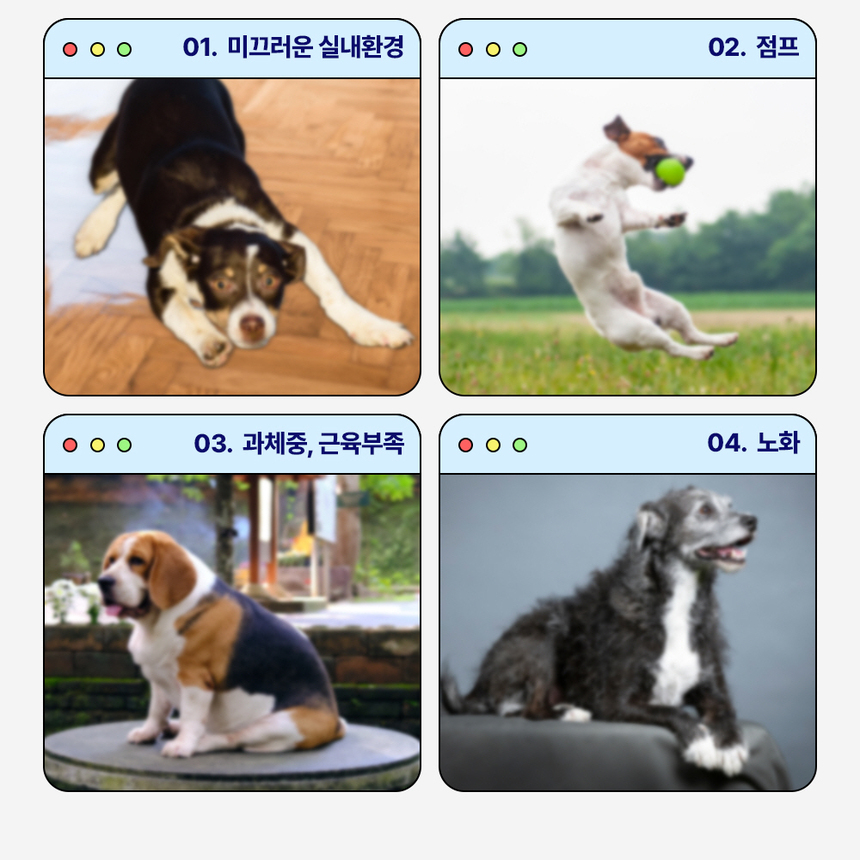 [무료배송] 라이프펫 강아지 관절영양제 조인트 90g 7번째