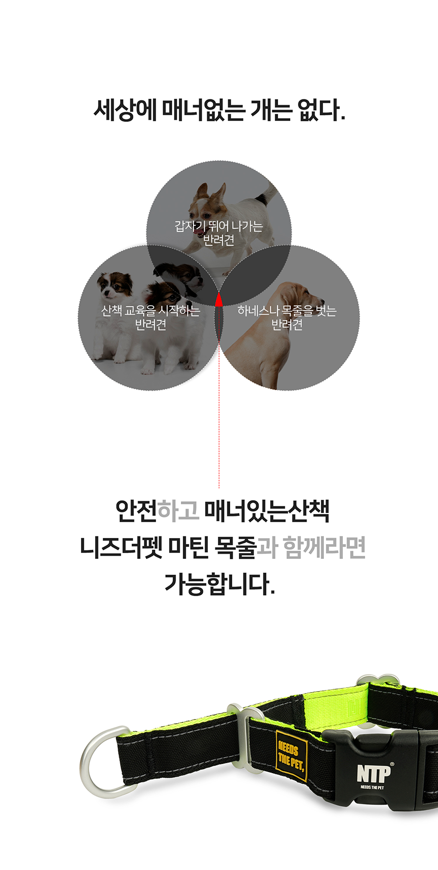 [무료배송] 니즈더펫 인터라켄 슬림2.0 마틴 목줄 6번째