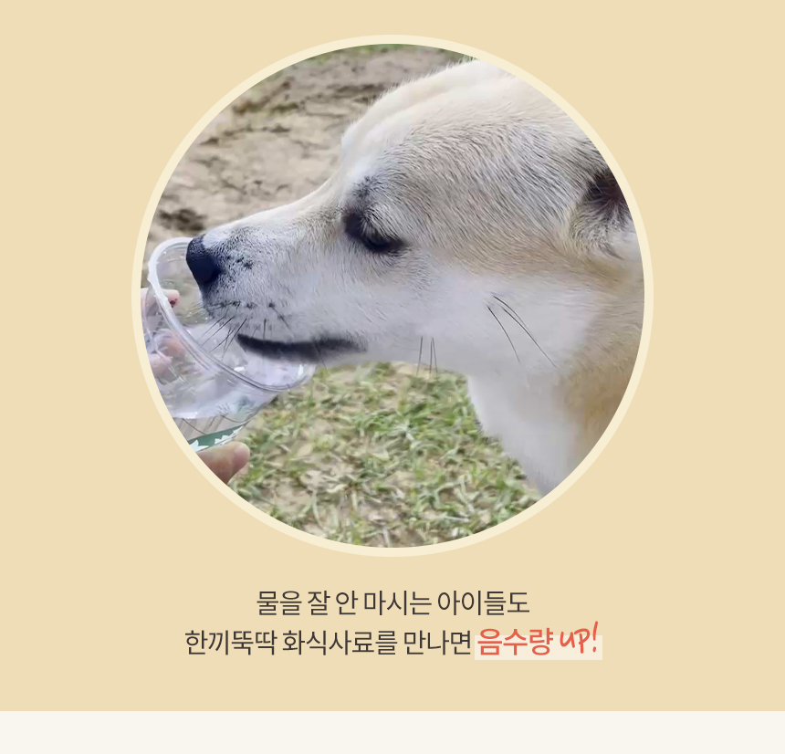 [무료배송] 펫토리아 한끼뚝딱 독 수제 화식 닭고기 80g*8ea 16번째