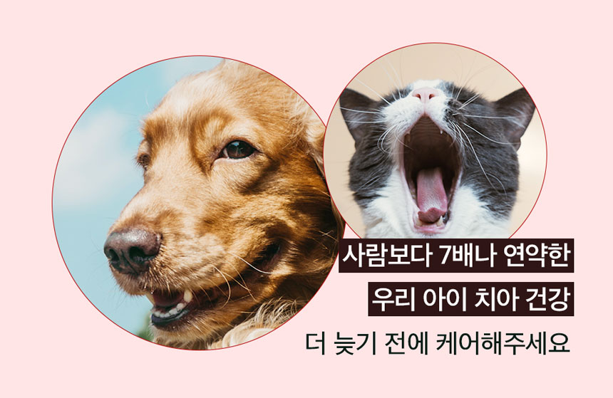 [무료배송] 앤드럭스 독 덴타스코 구강&장 2g*30포 2번째