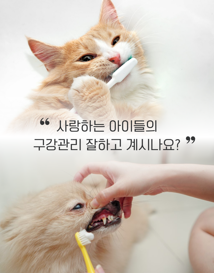 [무료배송] 견우직냥x펫츠워드 덴탈워터 500ml 2번째