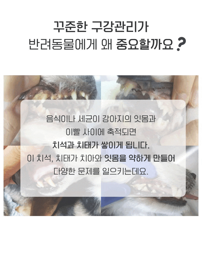 [무료배송] 견우직냥x펫츠워드 덴탈워터 500ml 3번째