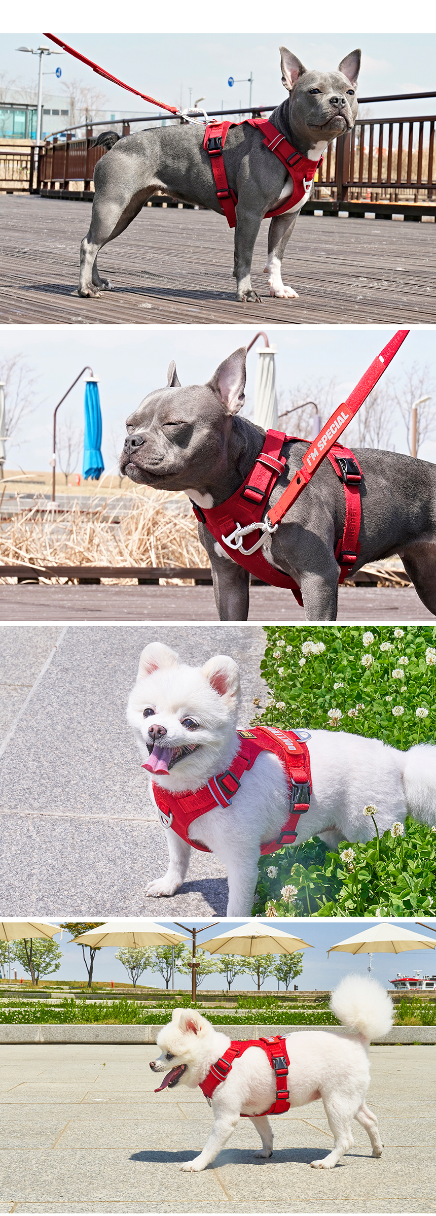 [무료배송] 인터라켄 초경량 라이트 하네스 8번째