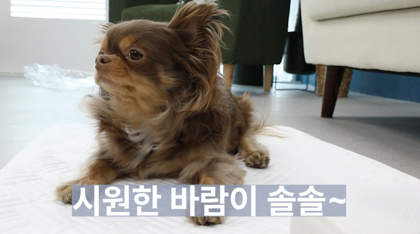 [NEW신상][무료배송] 초코펫하우스 듀라론 쿨러 아이스 쿨매트 21번째