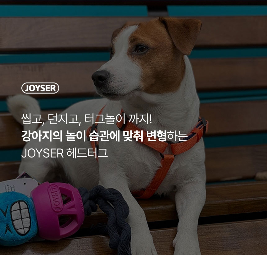 [가을특가][무료배송] 조이서 독 헤드터그 곰/펀 6번째