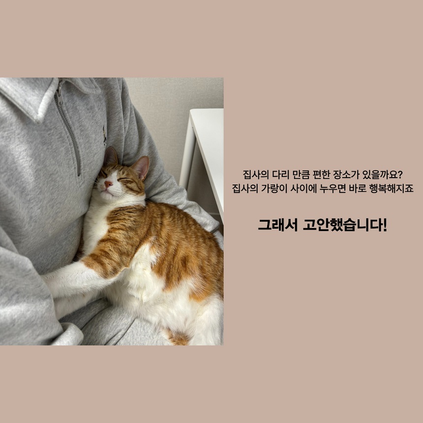 [NEW신상][무료배송] 캣츠크라프트 고강도 소파 스크래쳐 박스 2번째