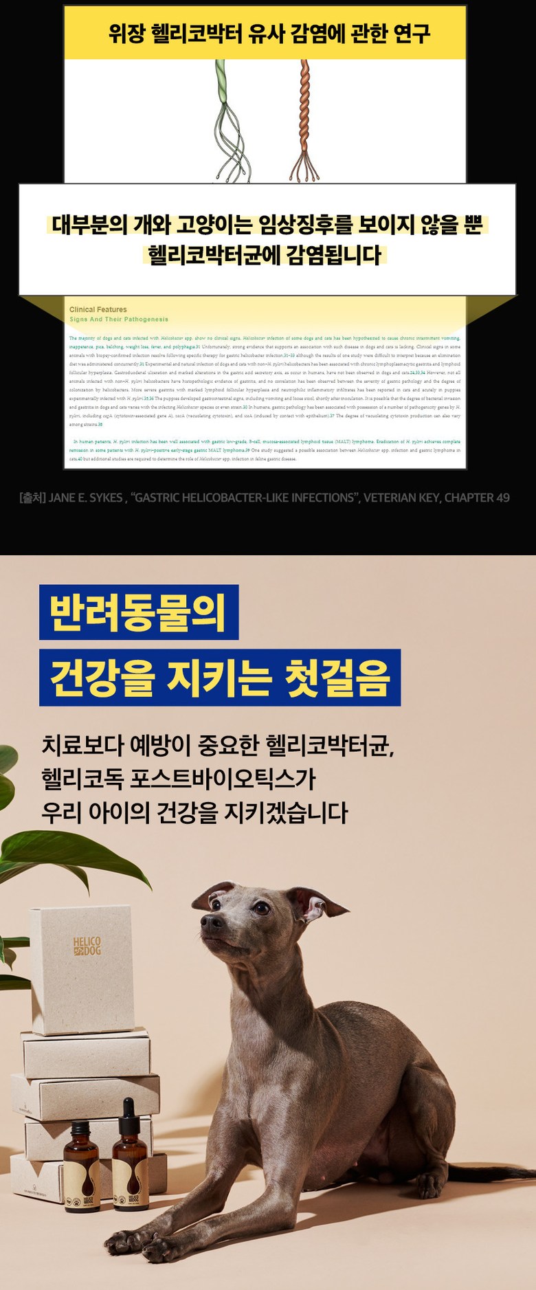[NEW신상][무료배송] 무지조타 헬리코독 프로바이오틱스 고농축 액상 유산균 영양제 7번째