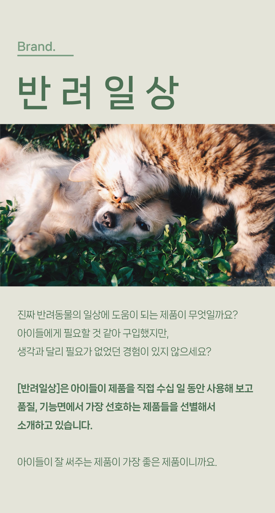 반려일상 생일파티세트 3번째
