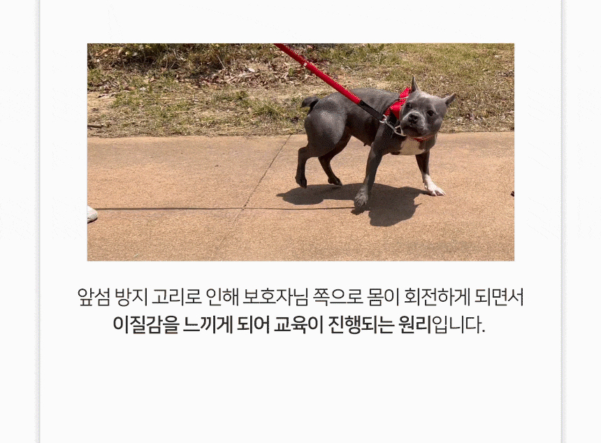 [무료배송] 니즈더펫 인터라켄 티라인 하네스 XXS-XL 22번째