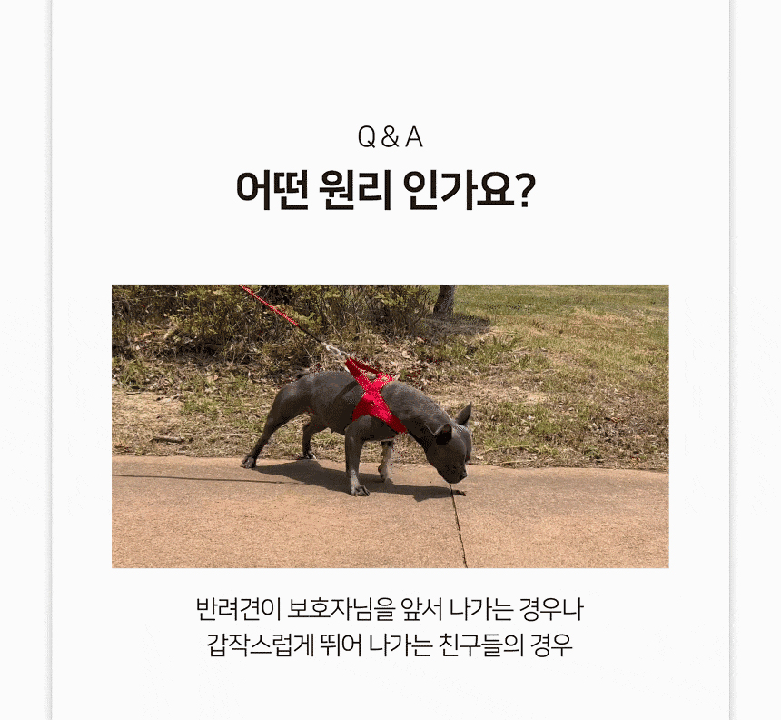 [무료배송] 니즈더펫 인터라켄 티라인 하네스 XXS-XL 21번째