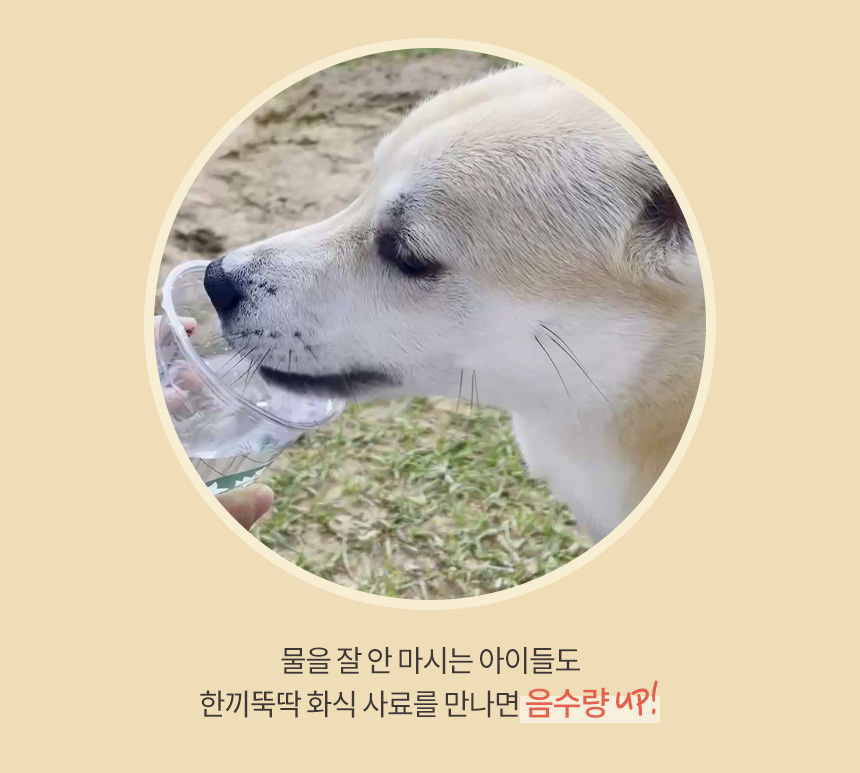[무료배송] 펫토리아 한끼뚝딱 독 수제 화식 강아지 사료 샘플 80g [모음] 28번째
