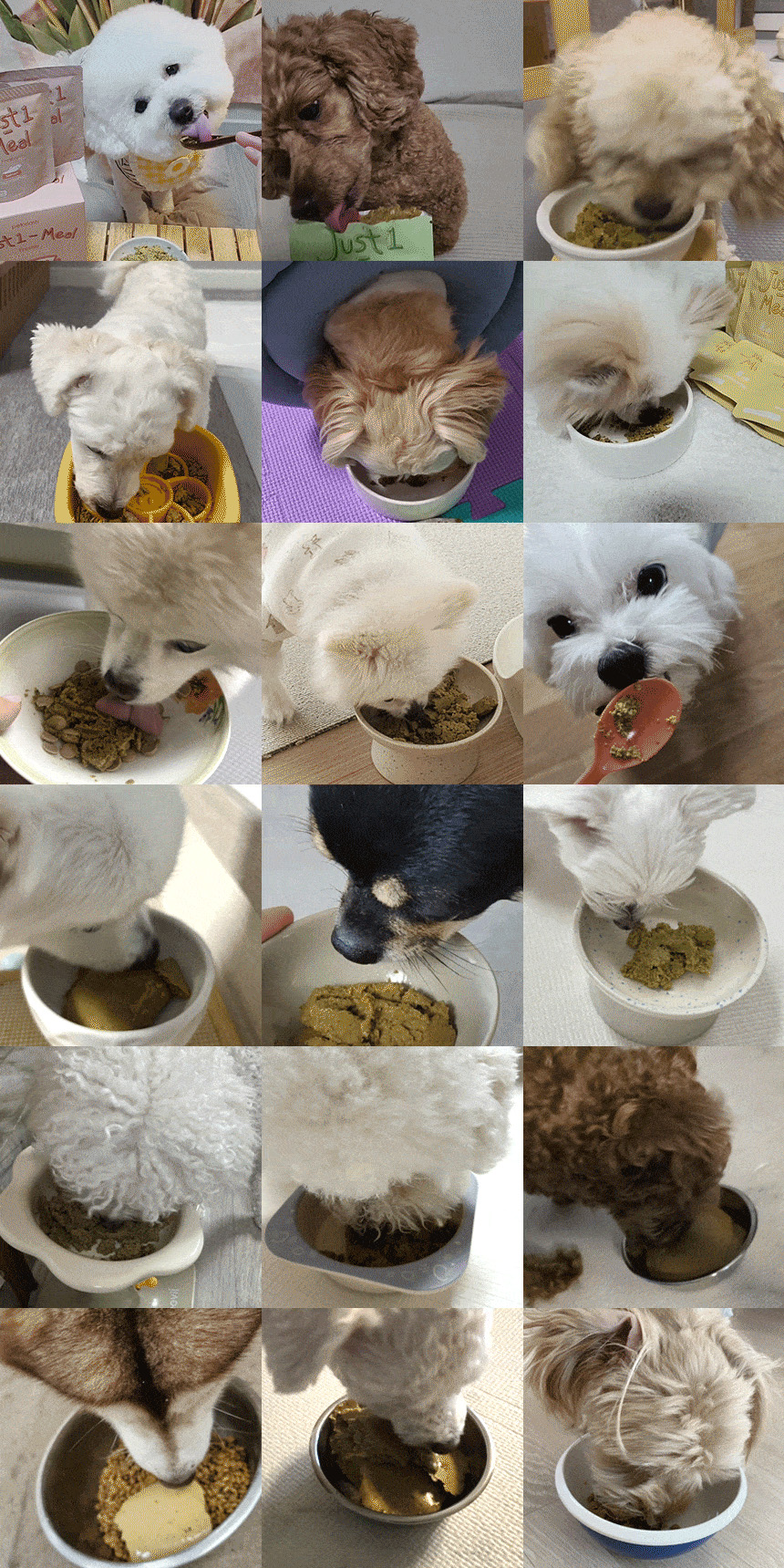 [무료배송] 펫토리아 한끼뚝딱 독 수제 화식 강아지 사료 샘플 80g [모음] 5번째